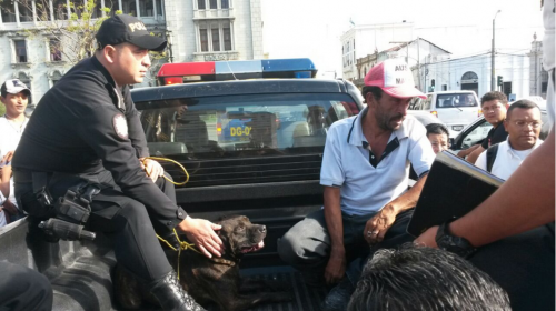 Perro muerde a niño en el Parque Central y la PNC arresta al dueño