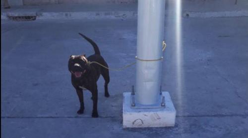 El pitbull que mordió a un niño podría tener un final feliz