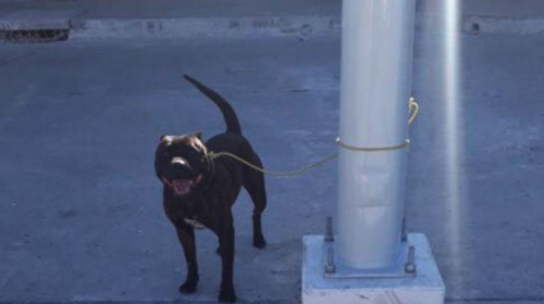 ¿Qué pasará con el pitbull que mordió a un niño en el parque central?