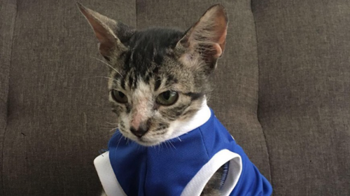 "Cenicito" el gatito rescatado del Volc&aacute;n de Fuego ya tiene hogar 