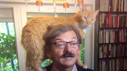 Video: gato arruina entrevista en vivo de su due&ntilde;o y se hace viral 