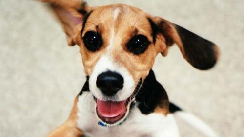 Las 10 se&ntilde;ales infalibles que te indican c&oacute;mo hacer feliz a tu perro