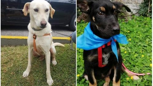La historia de Jon&aacute;s y Kloe, dos perritos que buscan un hogar feliz