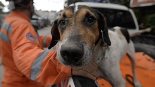El perrito que gui&oacute; a los rescatistas a sus due&ntilde;os, est&aacute; a salvo 
