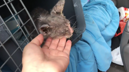 As&iacute; se recupera Cenicito, uno de los gatitos rescatados de la tragedia