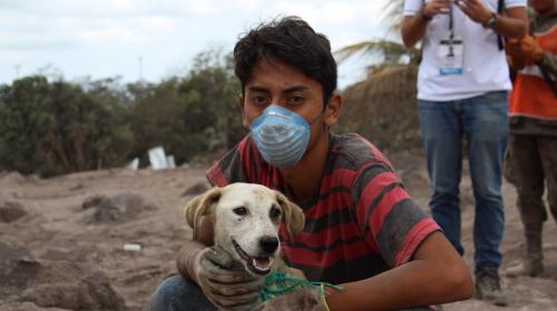 A cuatro d&iacute;as de la erupci&oacute;n, rescatan con vida a perros y gatos