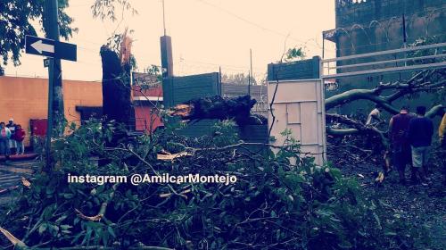 Lluvias derriban nueve árboles y provocan intenso tráfico en la ciudad