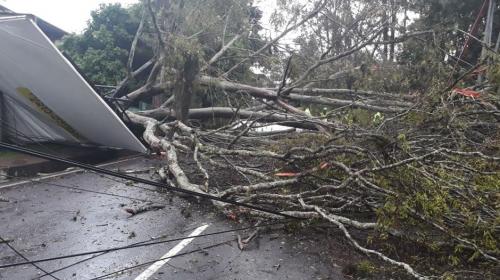 Árbol se desploma en San Cristóbal derriba seis postes y valla