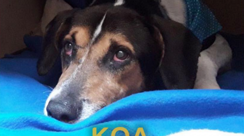 El perrito h&eacute;roe del volc&aacute;n de Fuego ya tiene hogar