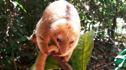 Rescatan un extraño y único oso hormiguero en Izabal