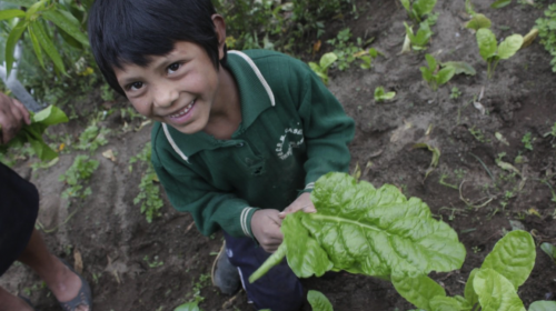 Proyecto internacional frena desnutrici&oacute;n cr&oacute;nica en San Marcos