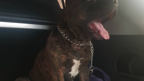 La vida de "Ponky" tras morder a un niño en el Parque Central