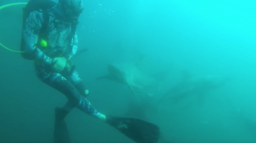 Video: impactante momento en el que un tibur&oacute;n ataca a un buceador 