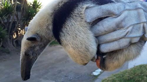 Rescatan a un oso hormiguero que se encontraba en área boscosa