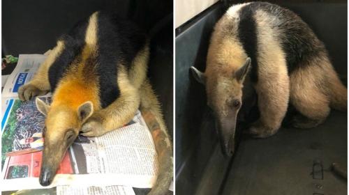 ¿Qué pasará con los osos hormigueros rescatados en San Marcos?