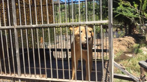 Este es el primer circo de Guatemala que entrega sus animales