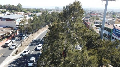 #VIDEO As&iacute; luchan por rescatar a un gato de un &aacute;rbol en el Perif&eacute;rico