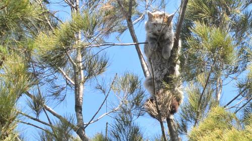 Se salv&oacute; como gato panzarriba