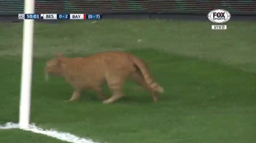 &iexcl;Ins&oacute;lito! Un gato detuvo el partido Besiktas vs. Bayern Munich