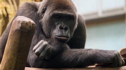 Louis, el gorila que camina en dos patas para no ensuciar sus manos
