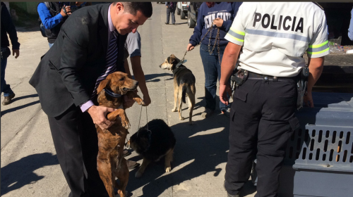 As&iacute; fue el rescate de los perros maltratados en Xela