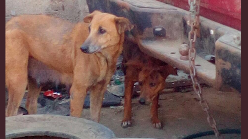 La casa del horror para perros: sospechan de venta de carne canina