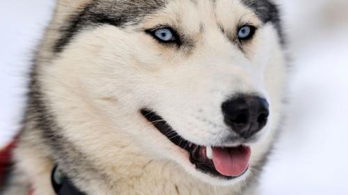 Si est&aacute;s pensando adoptar aqu&iacute; te dejamos la gu&iacute;a de razas de perro 