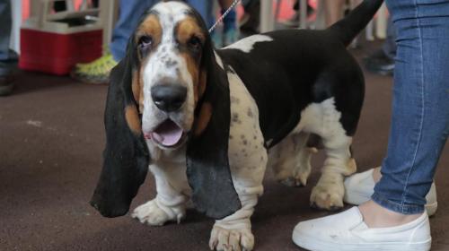 &iquest;Qu&eacute; tan inteligente es tu perro? Depende de su raza