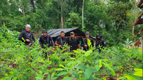 PNC localiza narcolaboratorio y gigantesca plantaci&oacute;n de coca