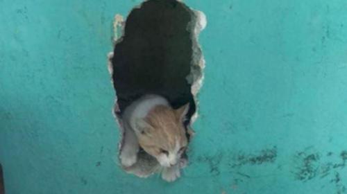 Lukas, el gato que quedó atrapado entre dos paredes en Mixco 