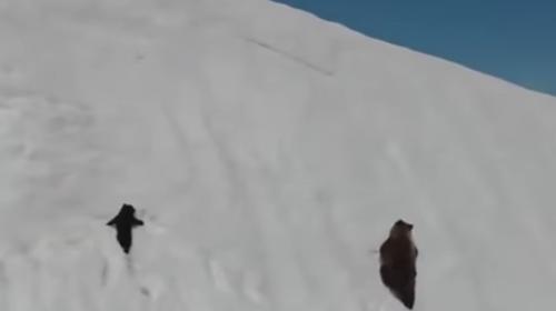 El video viral de una osa y su cría que ha generado polémica