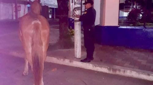 &iexcl;Ins&oacute;lito! Rescatan a caballo que comi&oacute; marihuana en Escuintla
