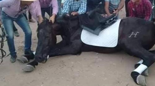 &iexcl;Indignante! Caballo muere en pleno desfile h&iacute;pico de Jutiapa