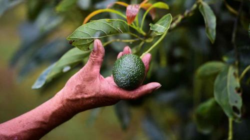 Ladrones de fruta hieren a guardia de una finca en San Marcos