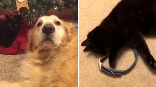 Gatito encuentra consuelo tras la muerte de su amigo canino