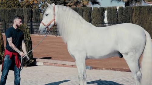 Sergio Ramos tiene un nuevo título mundial gracias a su caballo