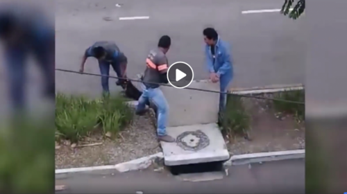 Tres hombres rescatan a un perro atrapado dentro de un tragante 