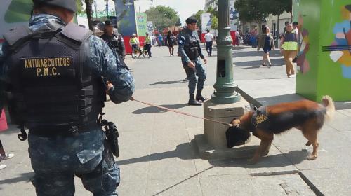 "Coffe", el perro que encontr&oacute; droga en l&aacute;mparas de la zona 1