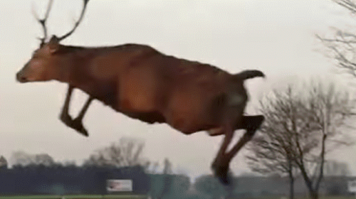 Ciervo pasa "volando" y casi provoca un terrible accidente 