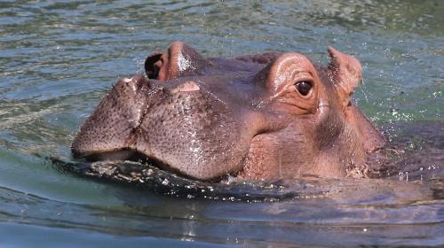 Hombre lanza bolsa pl&aacute;stica a hipop&oacute;tamo para que se alimente