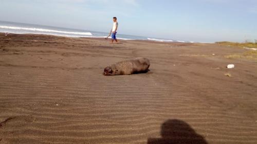 Un lobo marino sorprende a guatemaltecos en las playas de Jutiapa