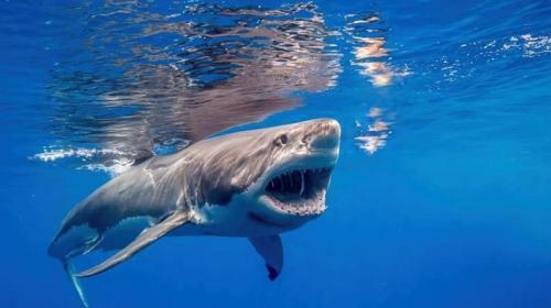 Una pesadilla hecha realidad, mujer cae en tanque de tiburones