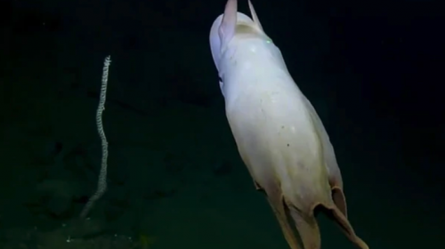 Aparici&oacute;n de extra&ntilde;o pulpo sorprende a los cient&iacute;ficos en EE. UU.