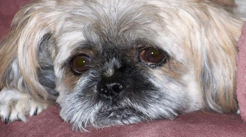 Indignante hallazgo, hombre enterr&oacute; vivo a su perro