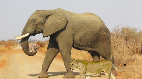 La fant&aacute;stica foto de un elefante, una leona y su cachorro es falsa