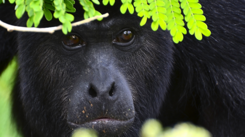 Mono saraguate pierde la vida tras ser atropellado en Petén
