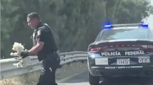 Polic&iacute;a salva a un perrito en plena carretera 