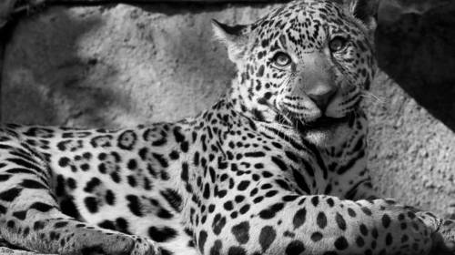 Tragedia ambiental: hallan a jaguar calcinado en Pet&eacute;n