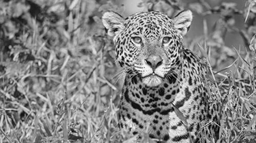 El jaguar no muri&oacute; por incendio: fue cazado y decapitado