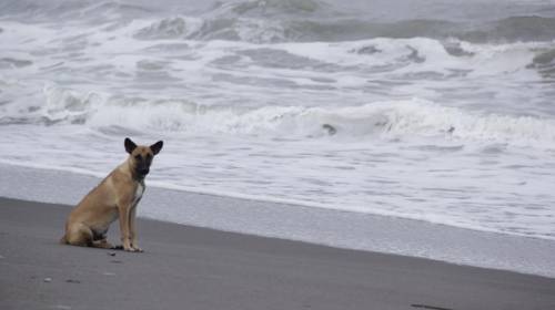 La peculiar "protesta" de un perro en el Puerto de San Jos&eacute; 